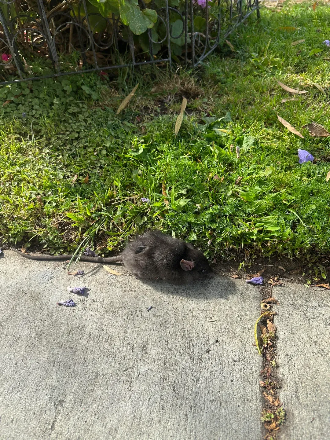 Black rat beside a garden walkway near a home