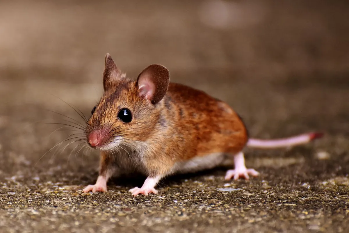 House mouse standing near a paved edge
