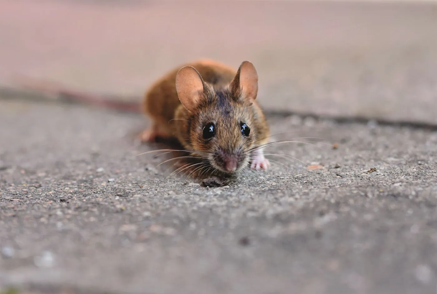 House mouse beside a concrete building surface