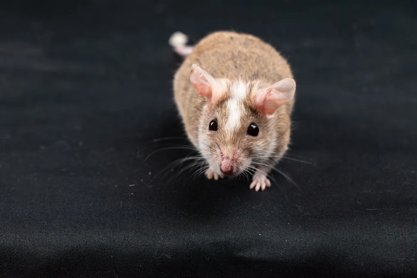 House mouse in a dark outdoor setting