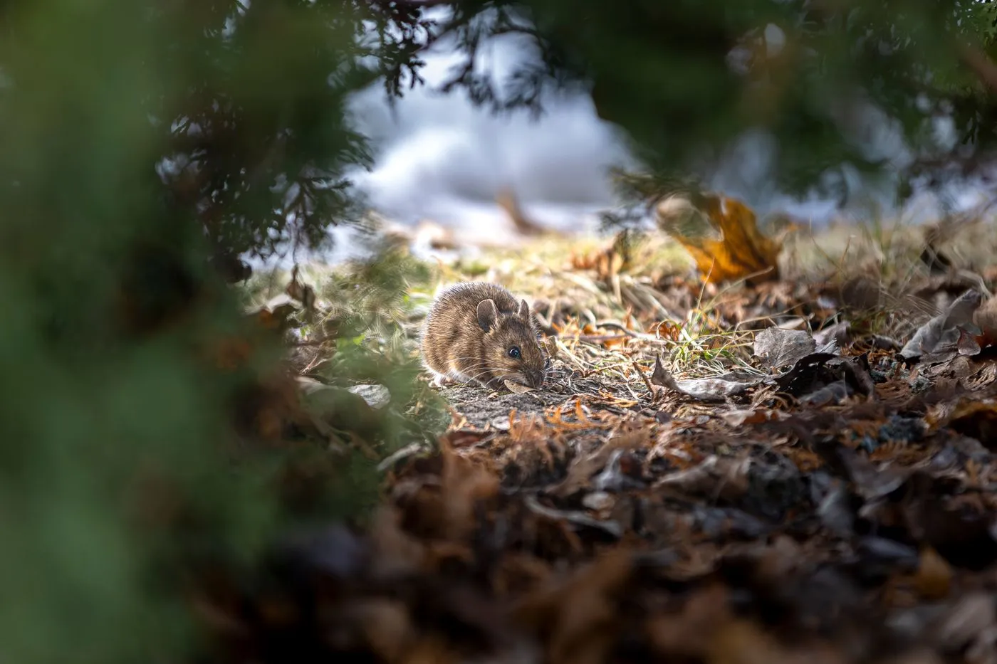 Mouse moving through plants beside a structure