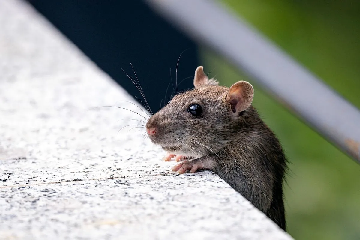 Mouse standing on an indoor floor near a wall