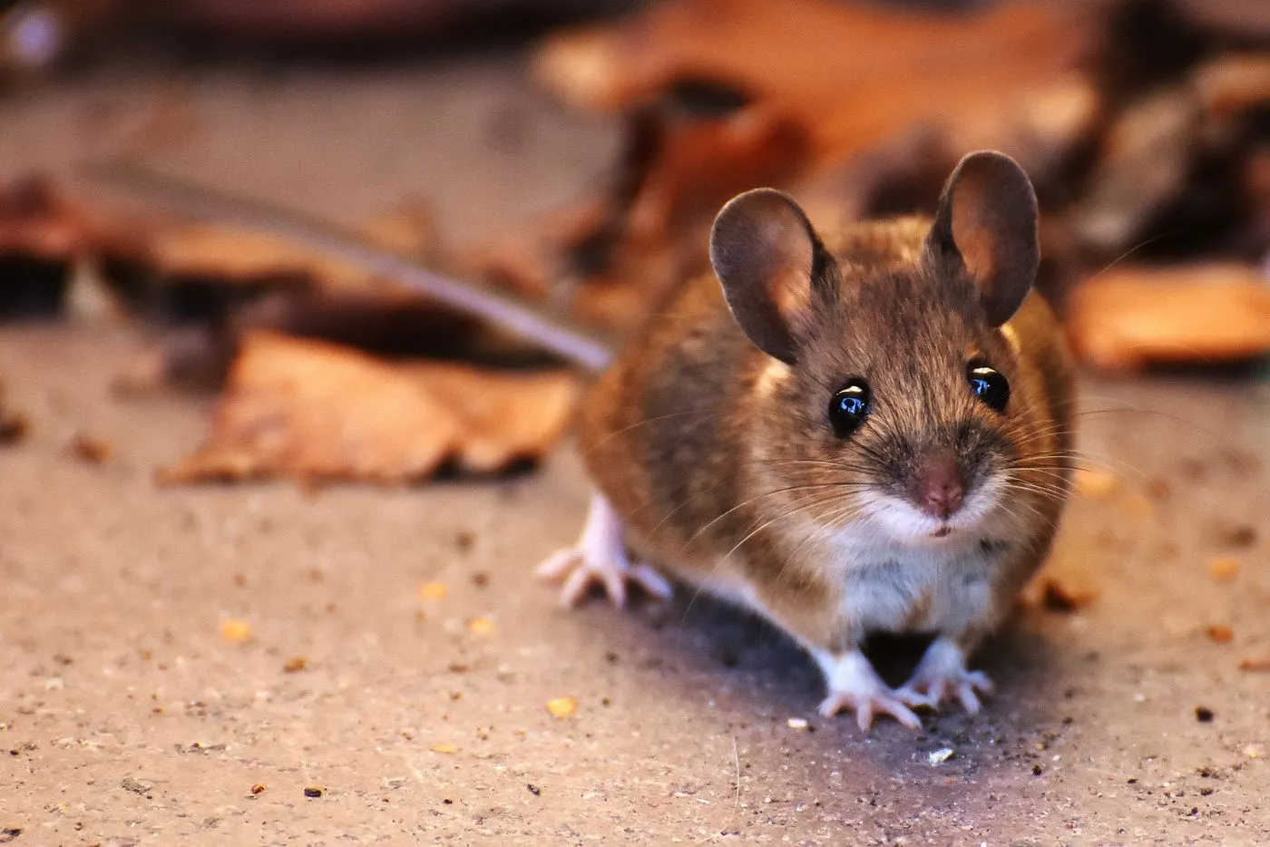 Small mouse moving through dry garden leaves