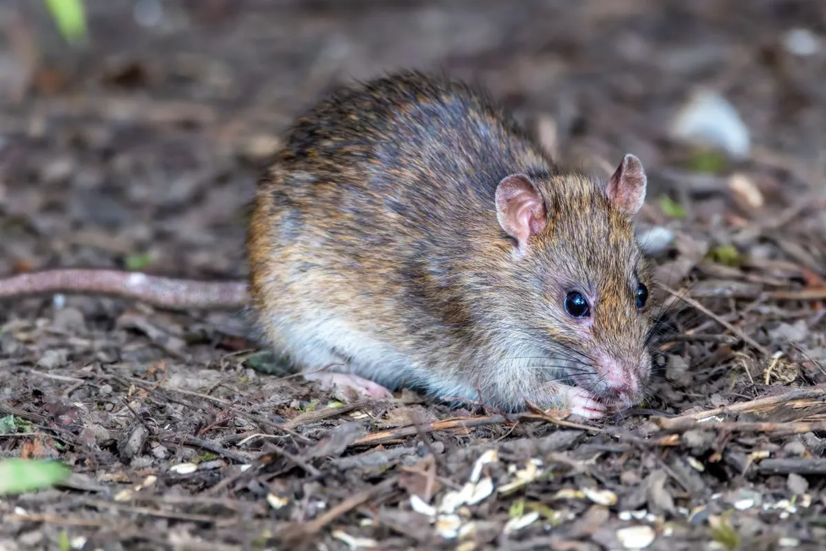 Brown rat standing close to a building wall