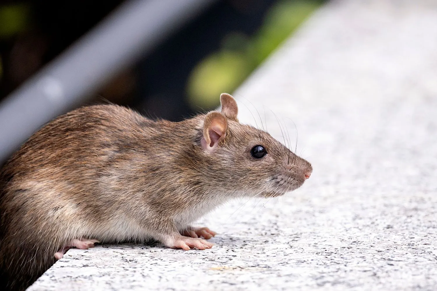 Brown rat beside a concrete wall in Chula Vista