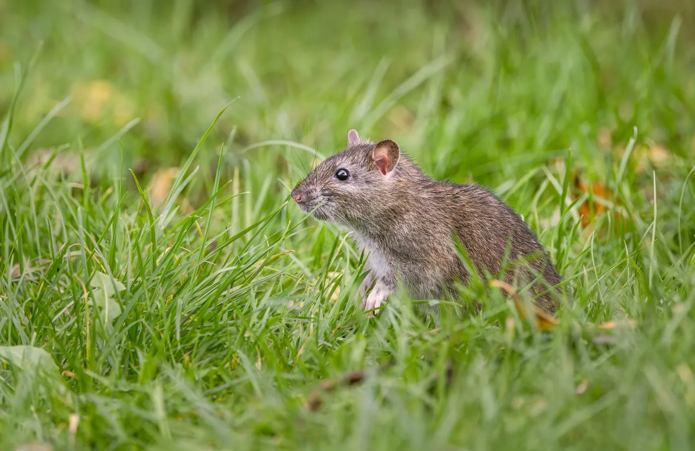 Norway rat moving through low ground cover