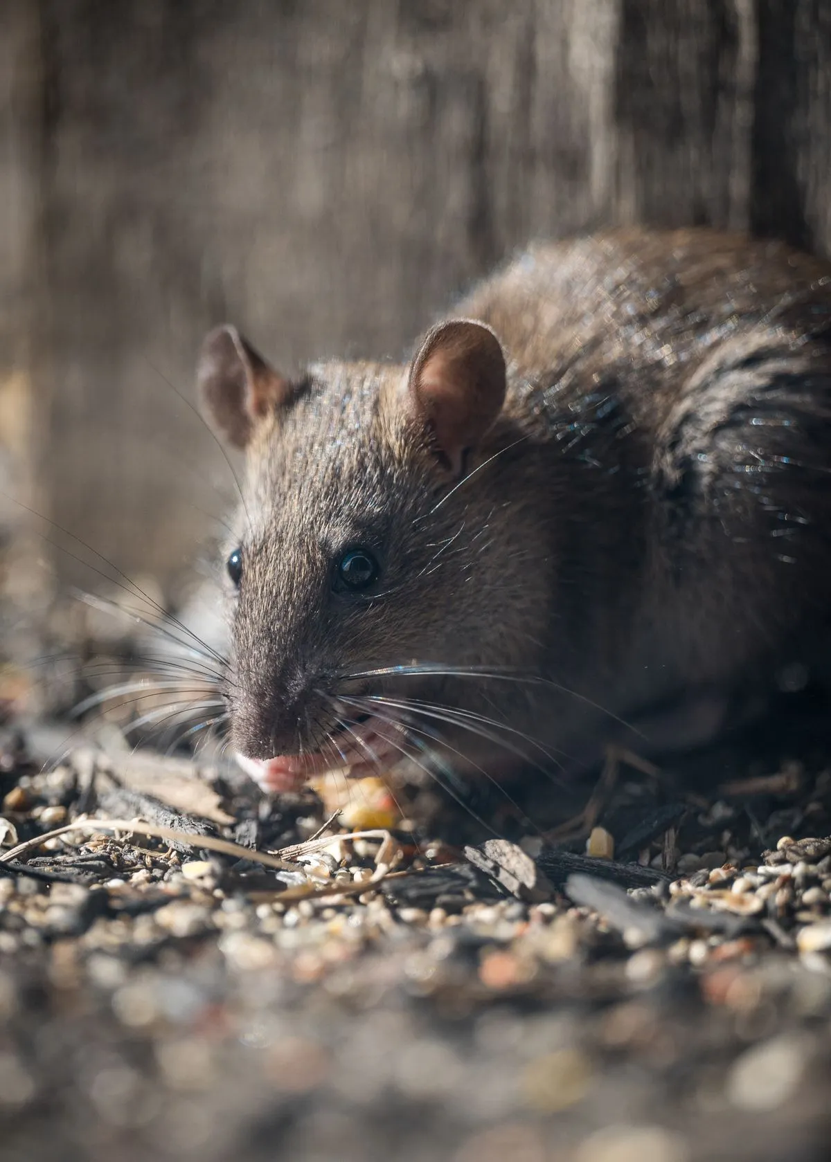 Brown rat moving across the ground outdoors
