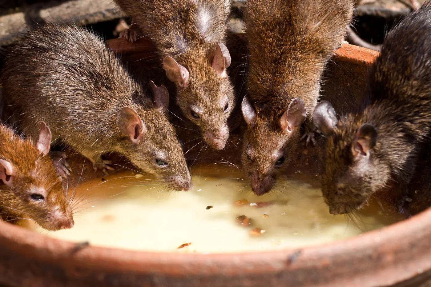 Rats gathered near the edge of a building