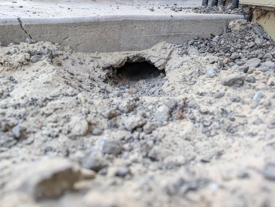 Rodent burrow beside a concrete foundation edge