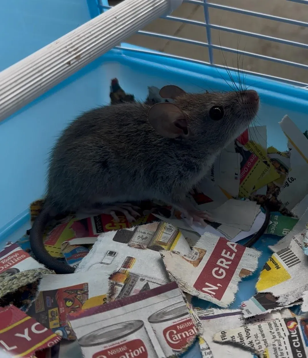 Captured roof rat inside a wire holding cage